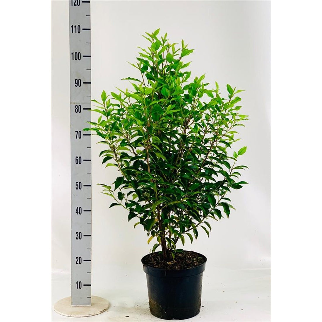 Lagerhägg – Prunus lusitanica &