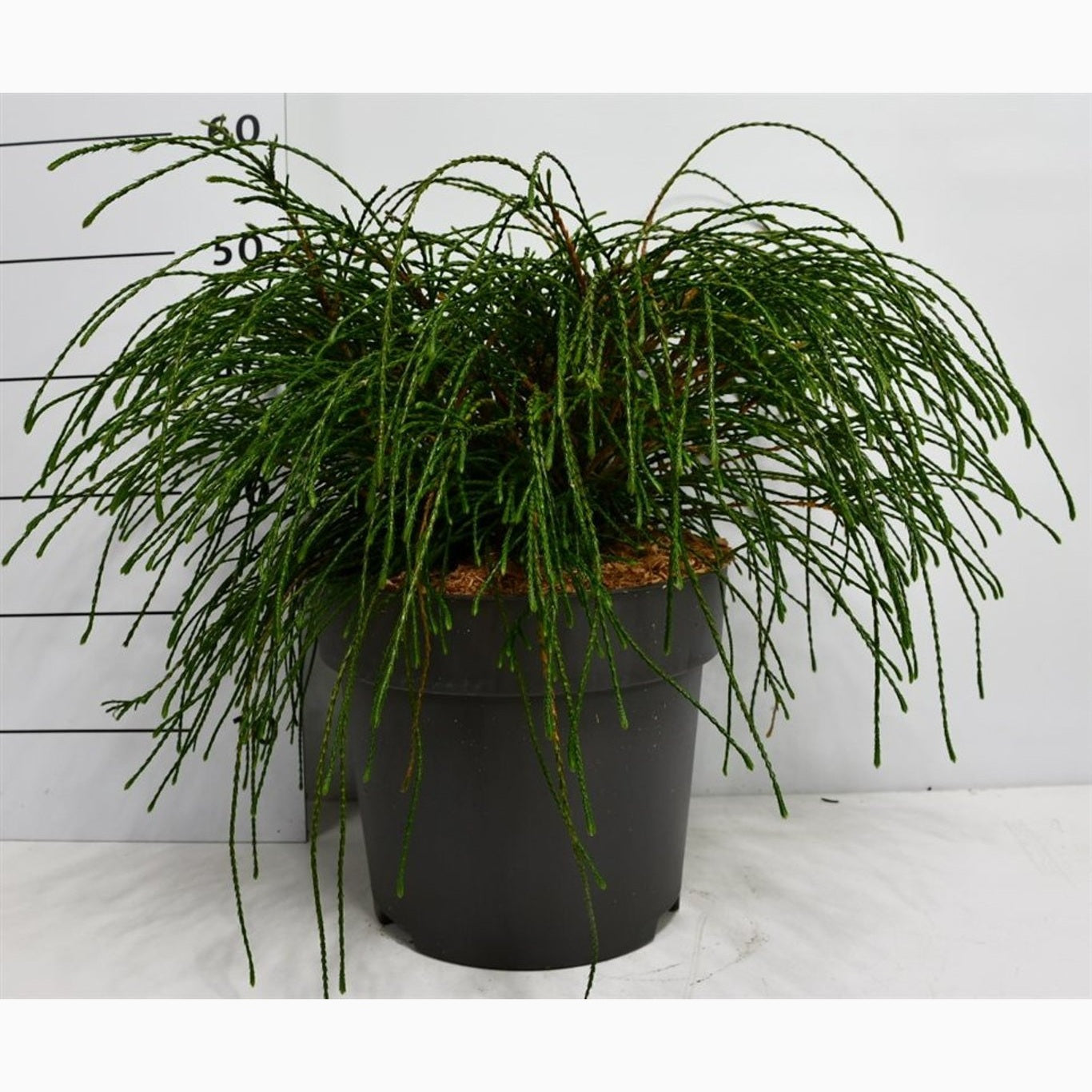 Thuja – Thuja plicata 'Whipcord' - C12 50-60 CM