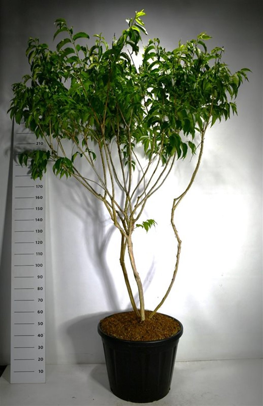 Sjudblomsträd – Heptacodium miconioides - C130 200-225 cm. Meerstammig