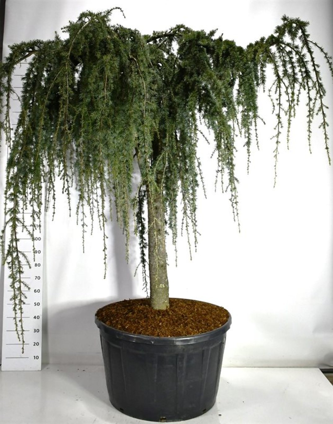 Atlasceder – Cedrus atlantica &