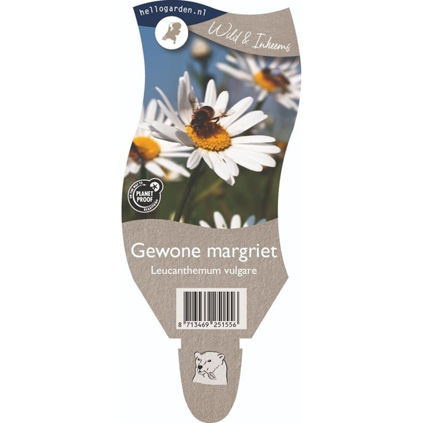 Prästkrage – Leucanthemum vulgare - P11