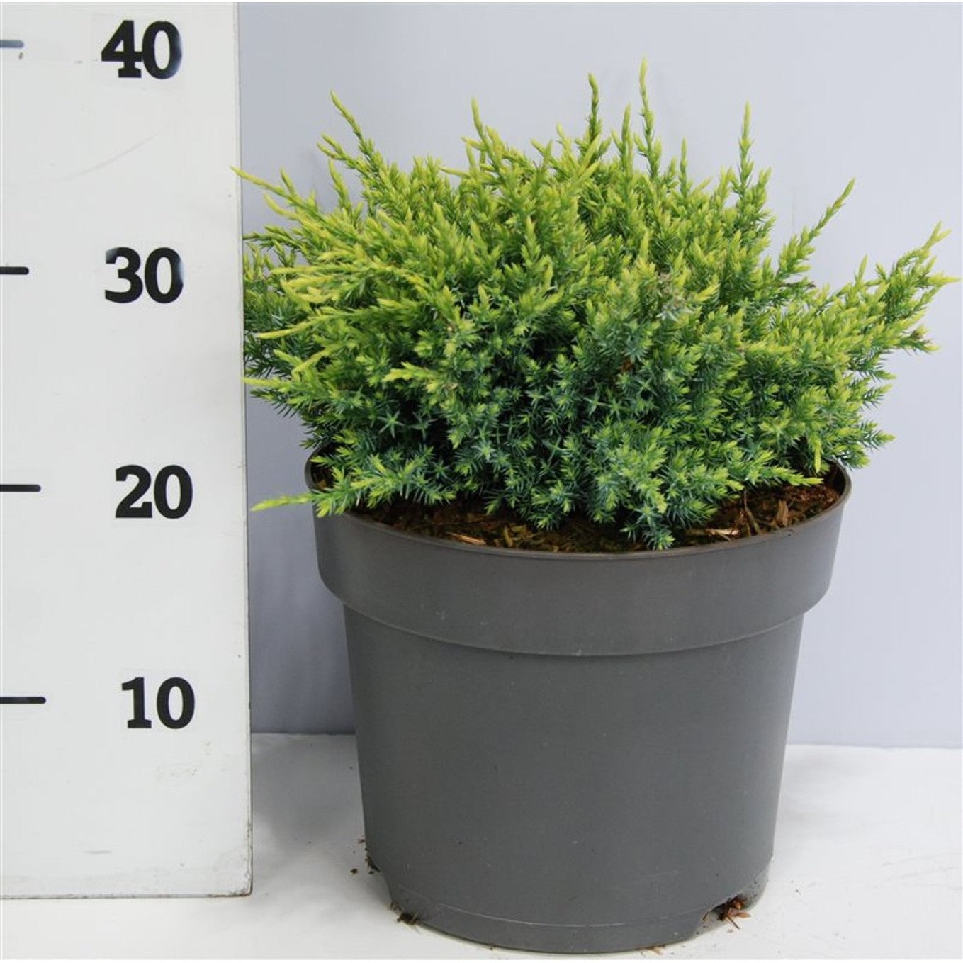 Himalaya-en – Juniperus squamata 'Holger' - C5 30-40 cm.