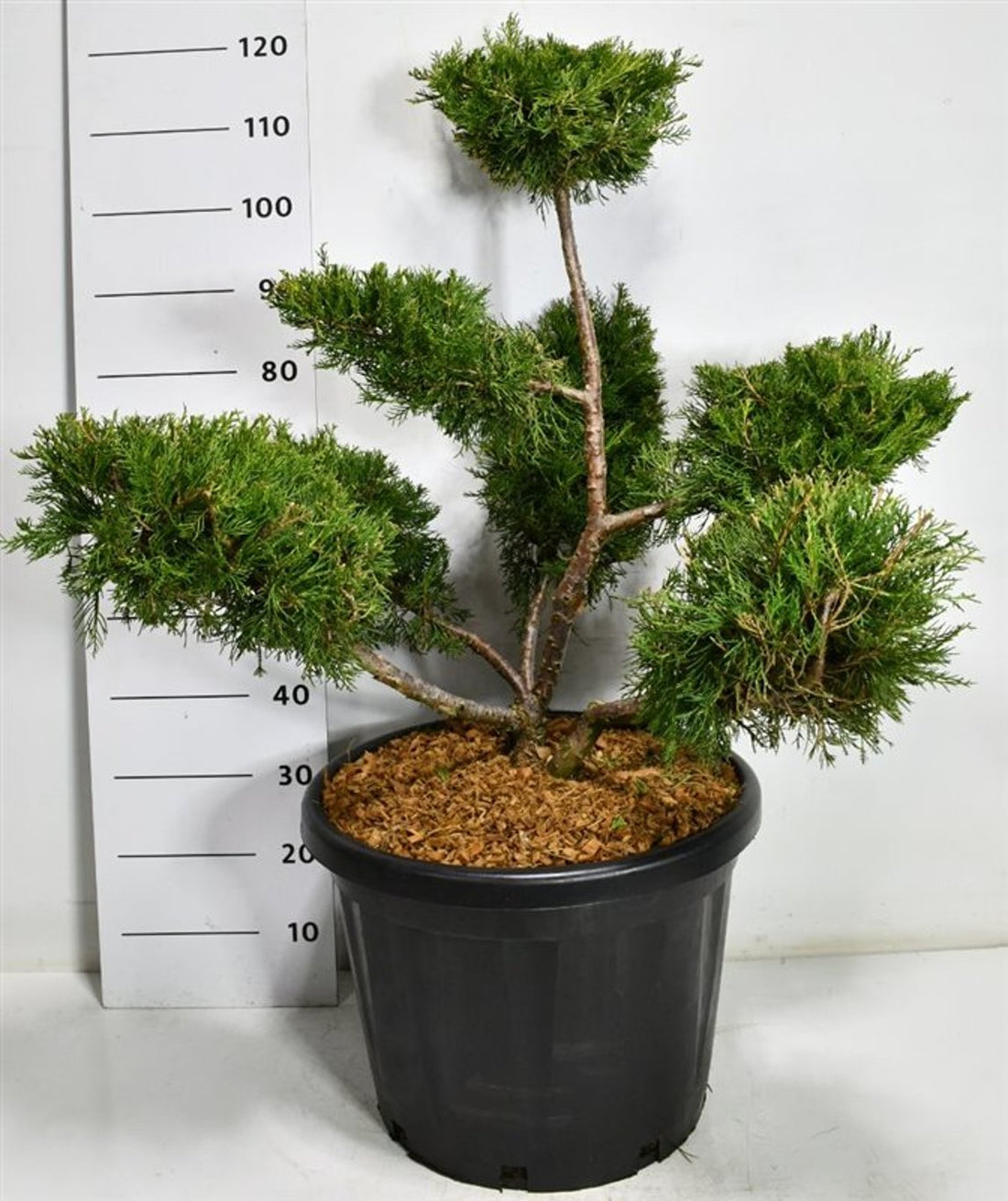 Kinesisk en – Juniperus chinensis &