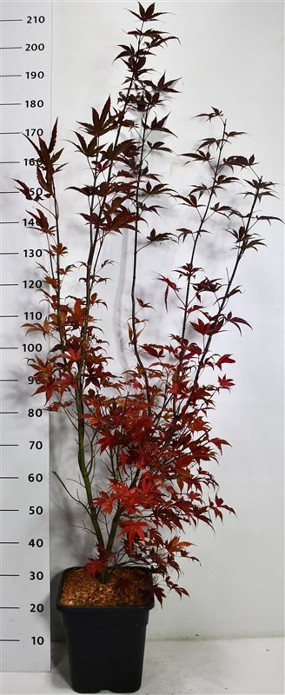 Japansk lönn – Acer palmatum &