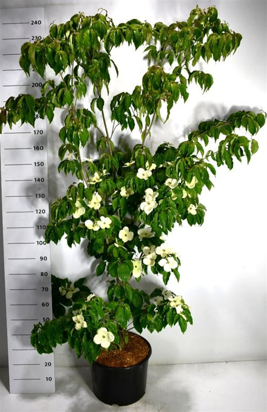 Japansk blomsterkornell – Cornus kousa &
