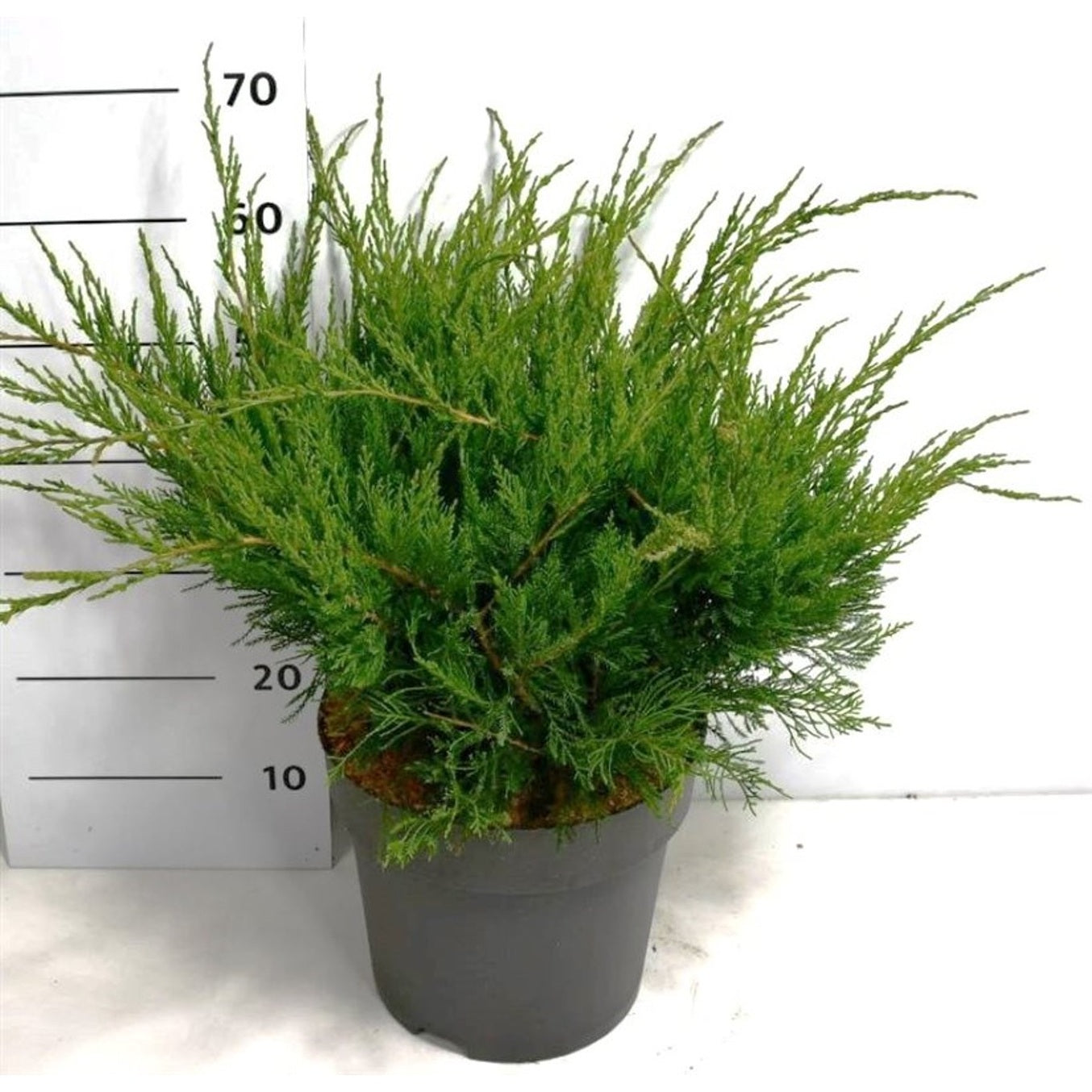 Pfitzer-en – Juniperus pfitzeriana 'Mint Julep' - C12 50-60 cm.