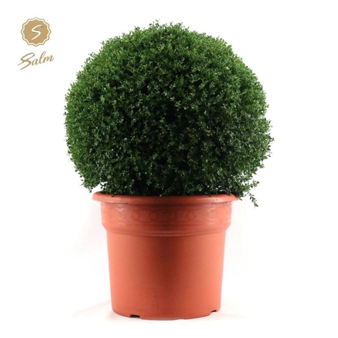 Japansk järnek – Ilex crenata - 80 CM Ball Cont.