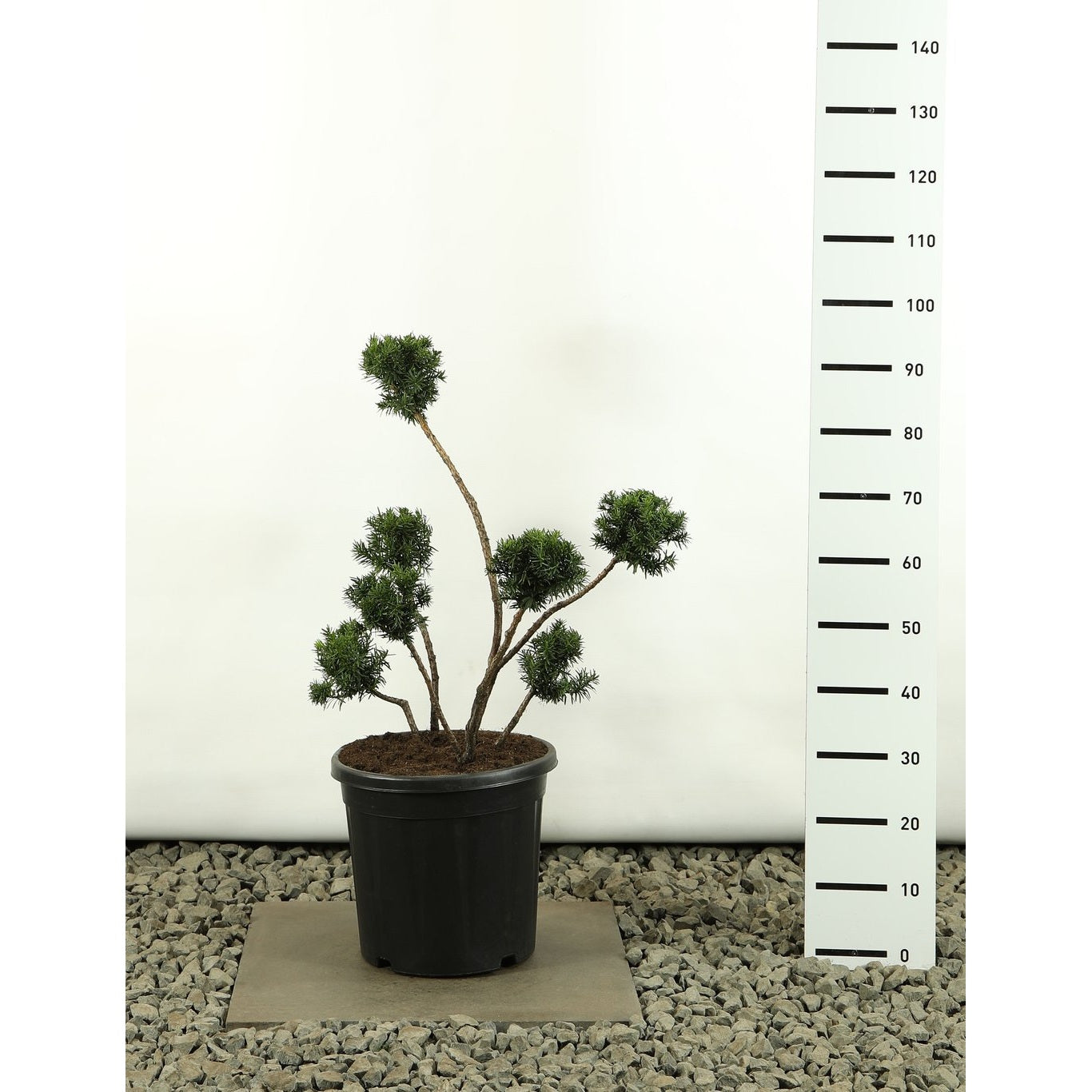 Hybrididegran – Taxus media 'Farmen' - 60-80 CM PonPon Cont.