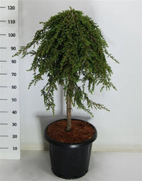 En – Juniperus communis 'Greenmantle' - C25 70 cm. Stam