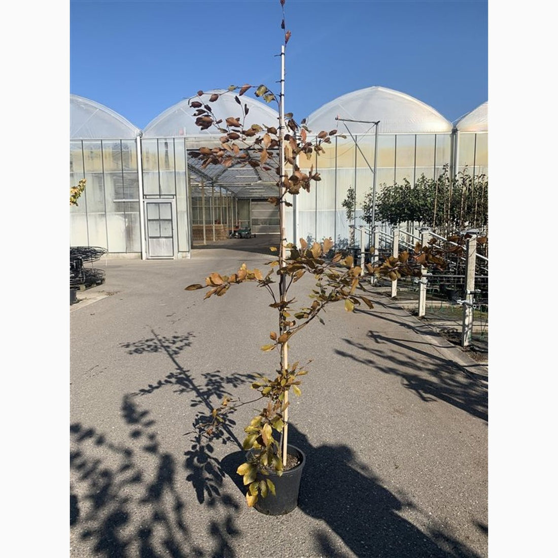 Blodbok – Fagus sylvatica &