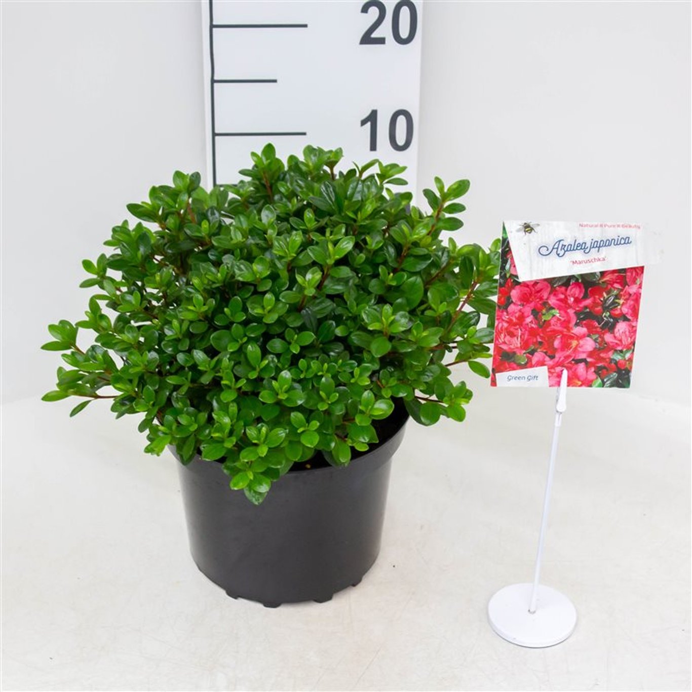 Rhododendron – Rhododendron (AZ); 'Maruschka' - C4 25-30 CM