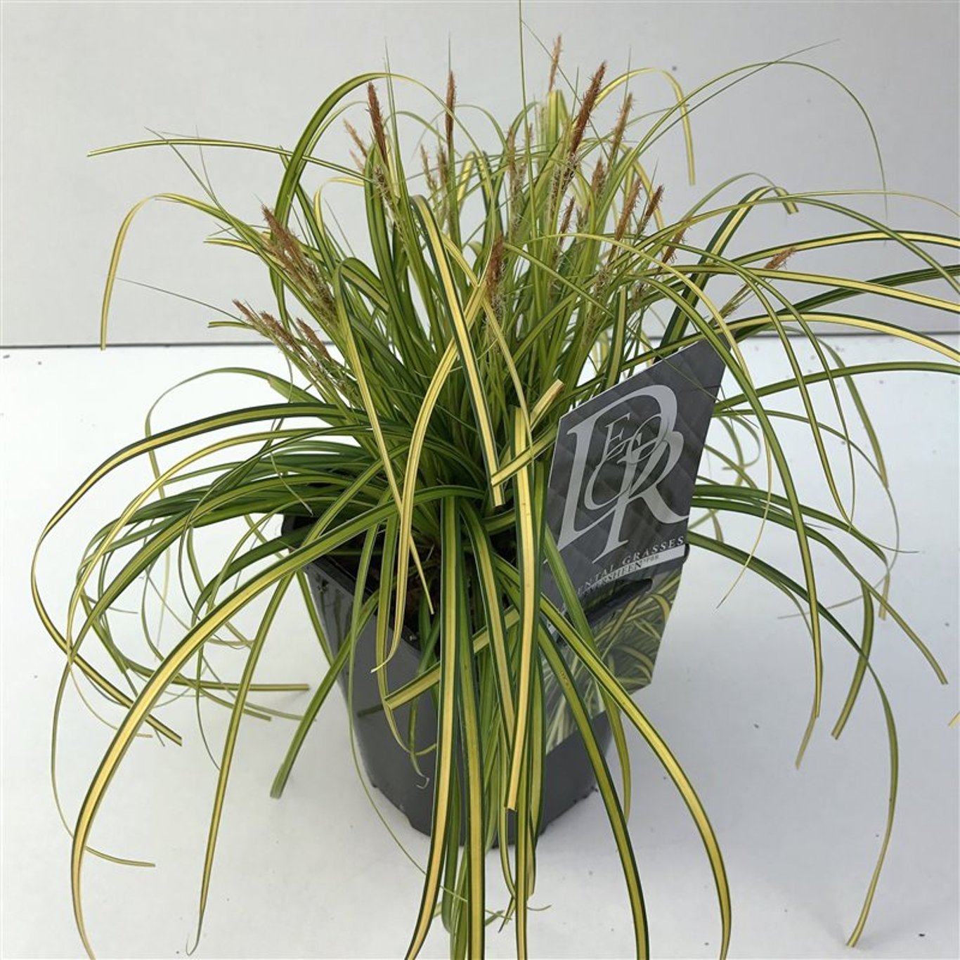 Starr – Carex oshimensis 'Eversheen' - C2