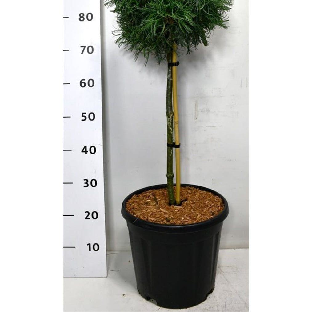 Västra vit­tall – Pinus strobus 'Green Curls' - C13 40 cm. Stam