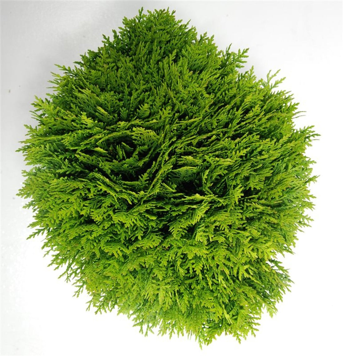 Thuja – Thuja occidentalis &