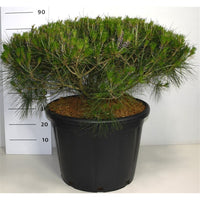 Svarttall – Pinus densiflora 'Alice Verkade' - C65 70-80 cm.