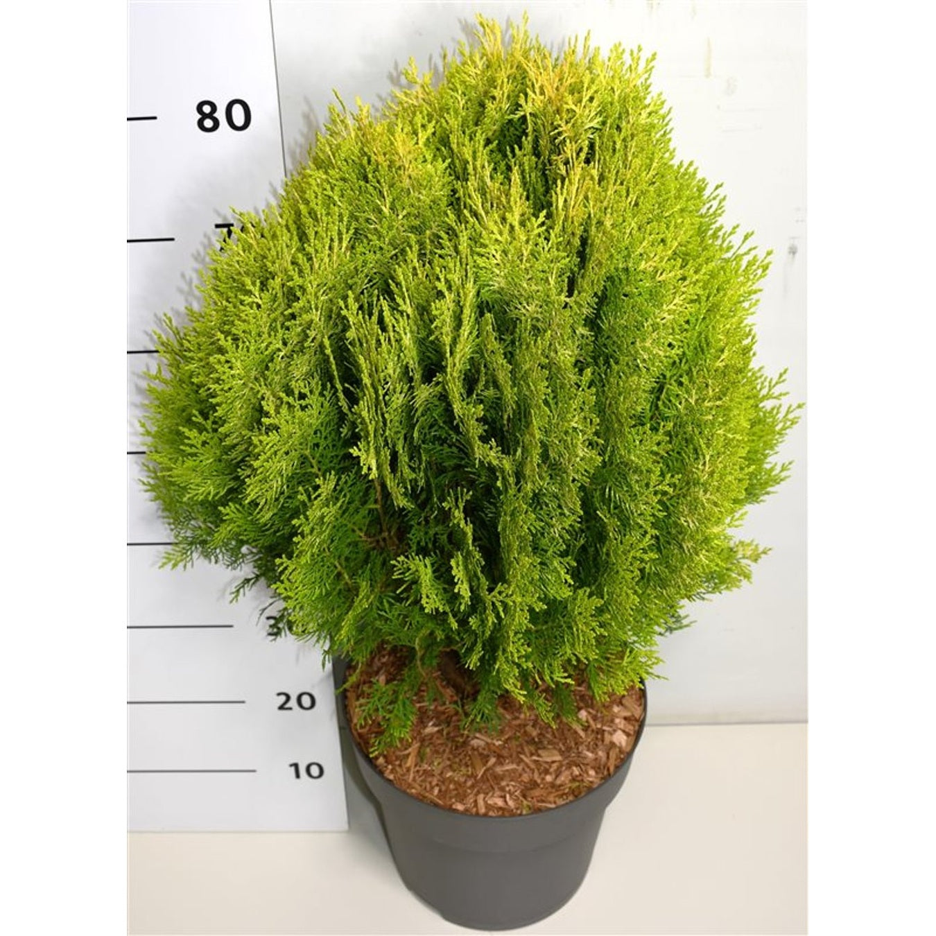 Ädelcypress – Platycladus orientalis 'Aurea Nana' - C12 50-60 CM