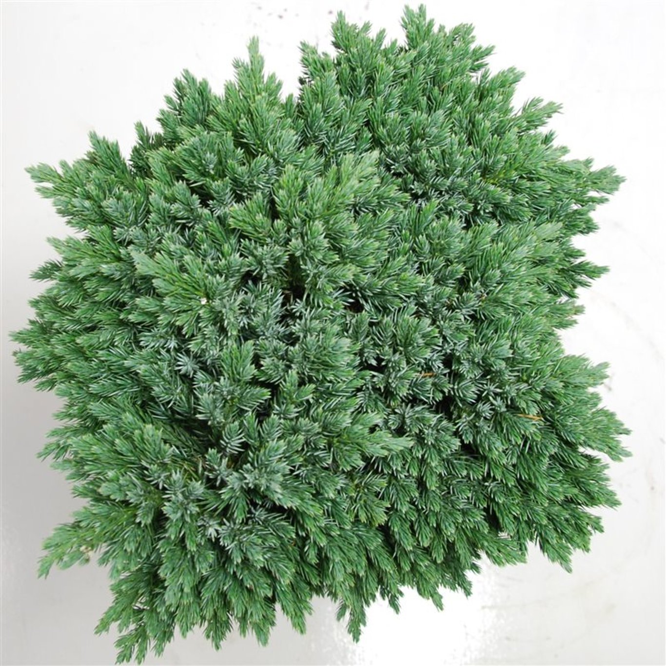 Fjäll-en – Juniperus squamata 'Blue Star' - 70 CM Stem C20