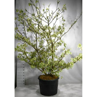 Pagodkornell – Cornus controversa 'Variegata' - C130 200-250 cm. Sol