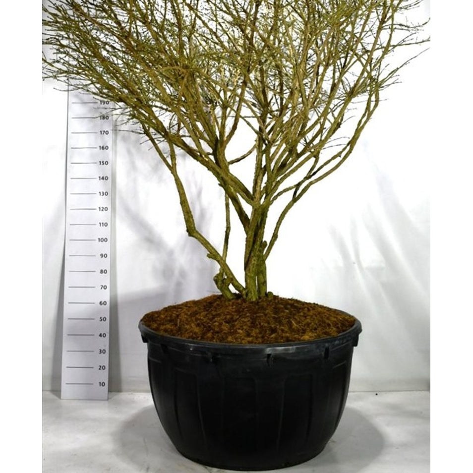 Vingbenved – Euonymus alatus 'Compactus' - C500 200-225 cm. Parasol