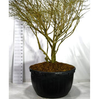 Vingbenved – Euonymus alatus 'Compactus' - C500 200-225 cm. Parasol