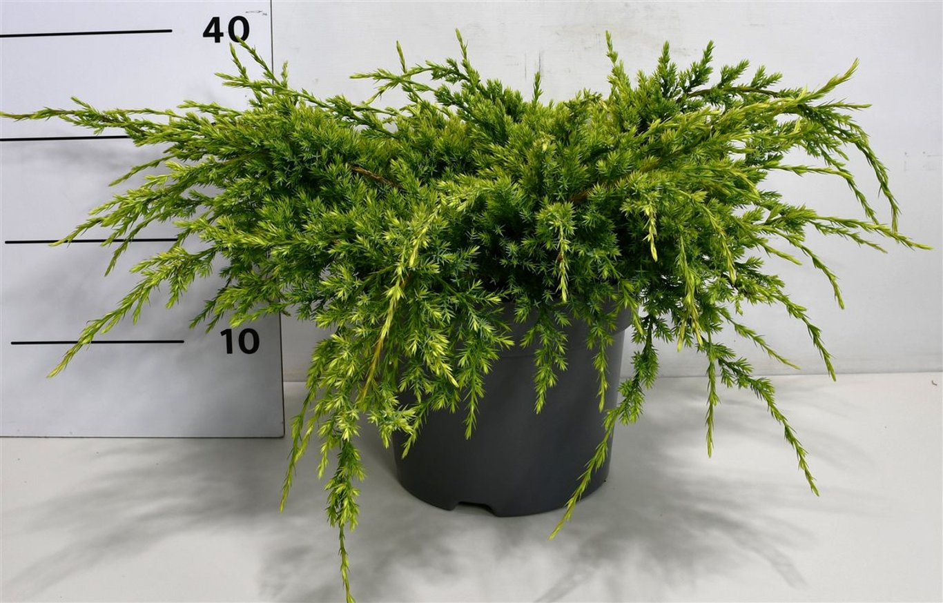 Himalaya-en – Juniperus squamata &