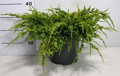 Himalaya-en – Juniperus squamata &