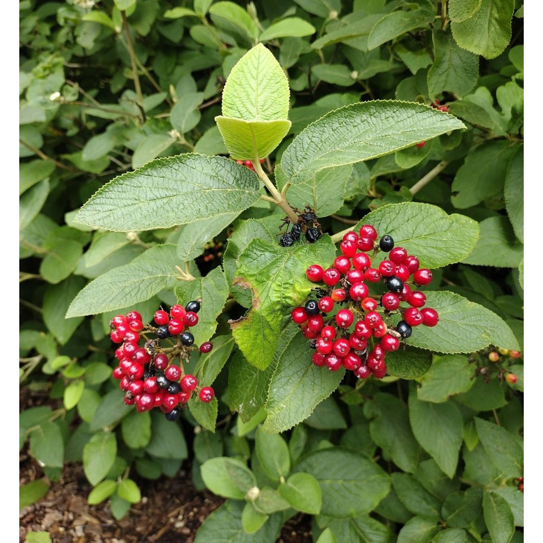 Getapel – Viburnum lantana - 125-150 CM RB