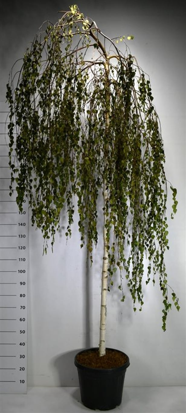 Hängbjörk – Betula pendula &