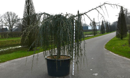 Atlasceder – Cedrus atlantica &