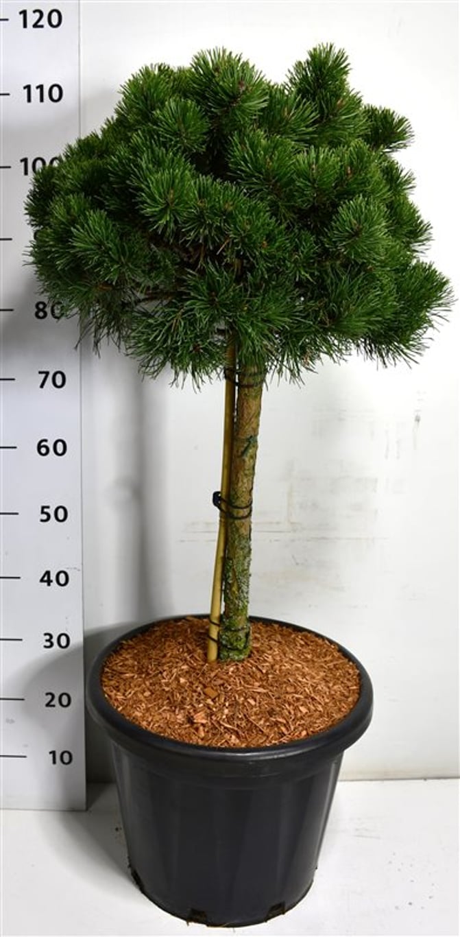 Bergtall – Pinus mugo &