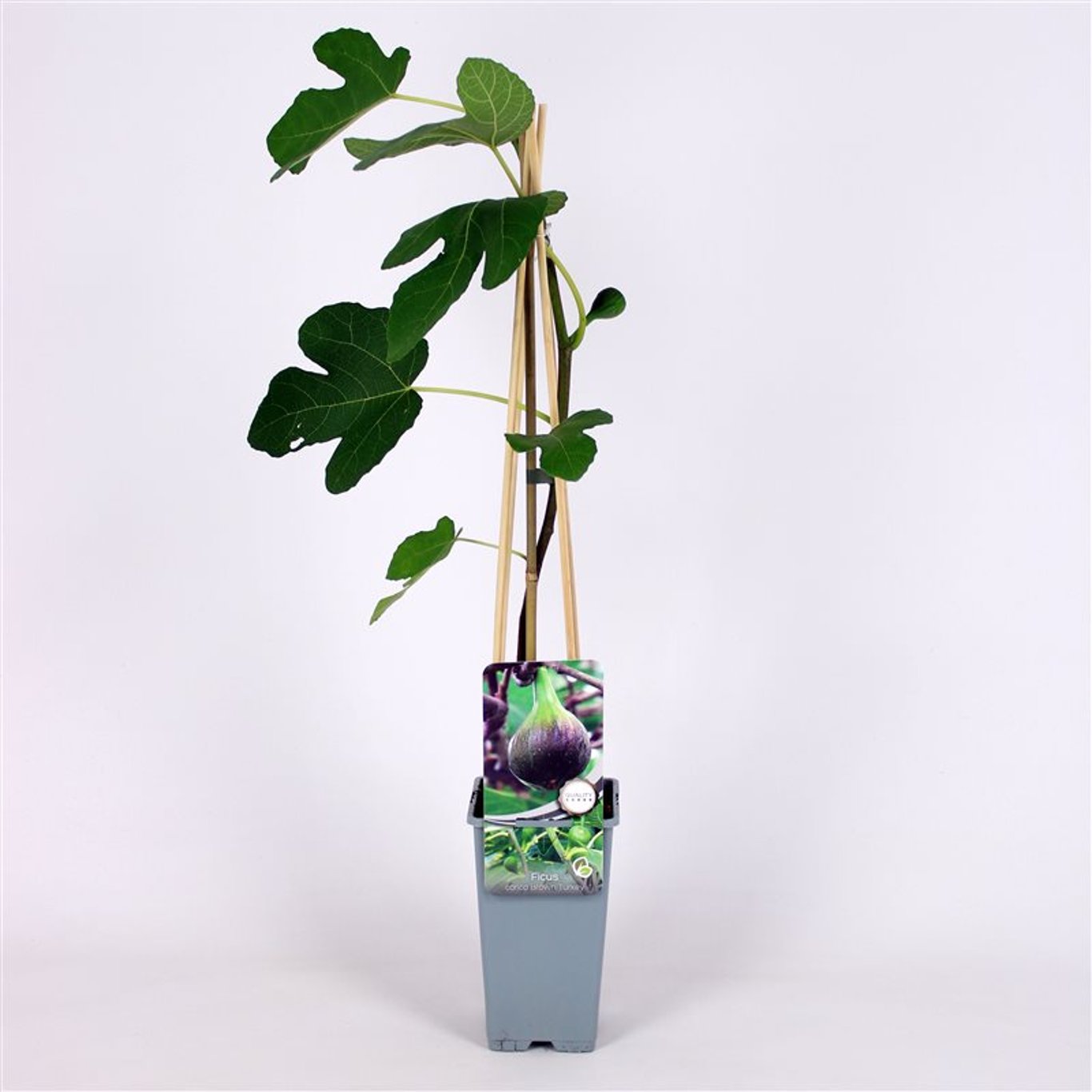 Fikon – Ficus carica 'Brown Turkey' - C2 70/+ CM