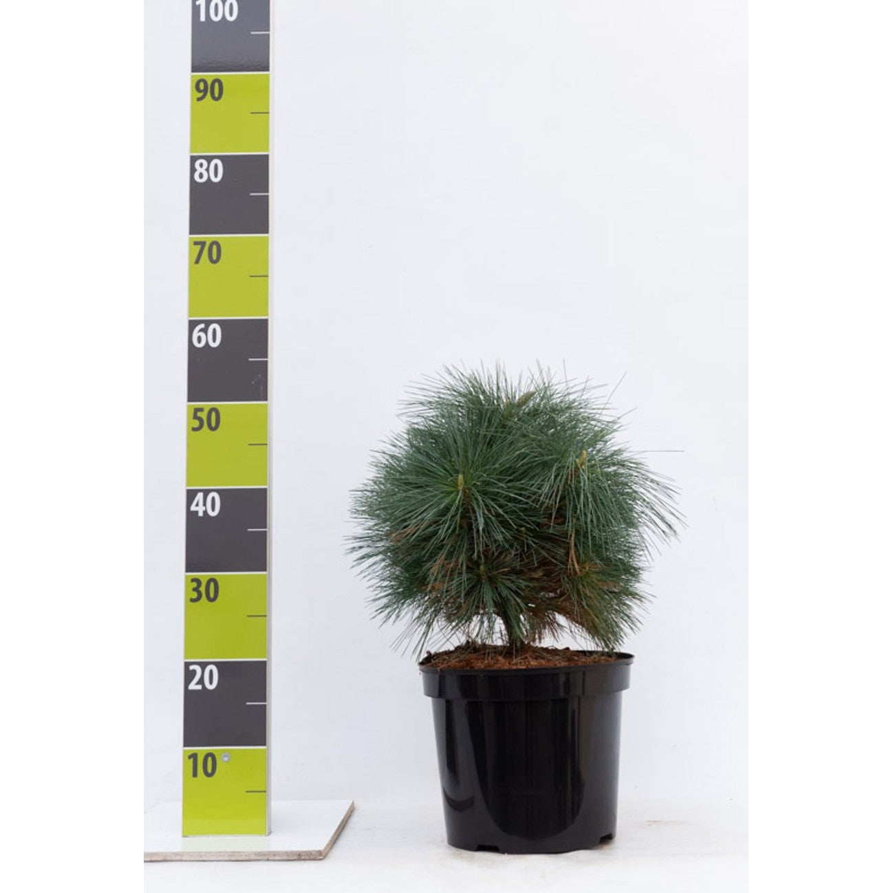 Schwerins tall – Pinus schwerinii 'Wiethorst' - C7 40-50 CM