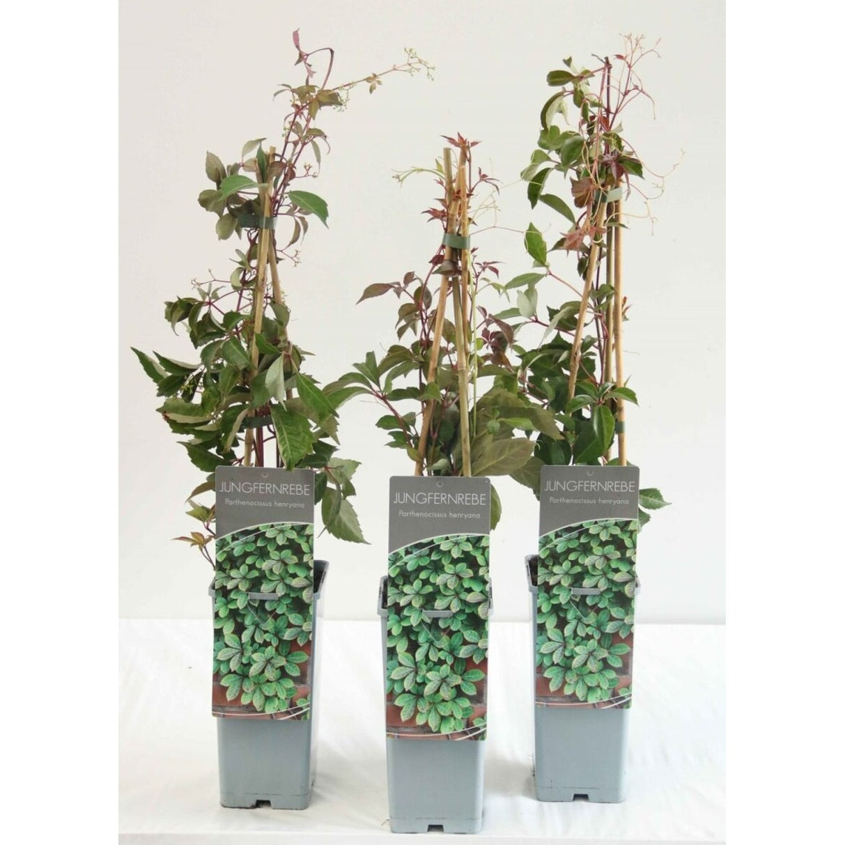 Klättervildvin – Parthenocissus henryana - C2 50-60 CM 3 Stick