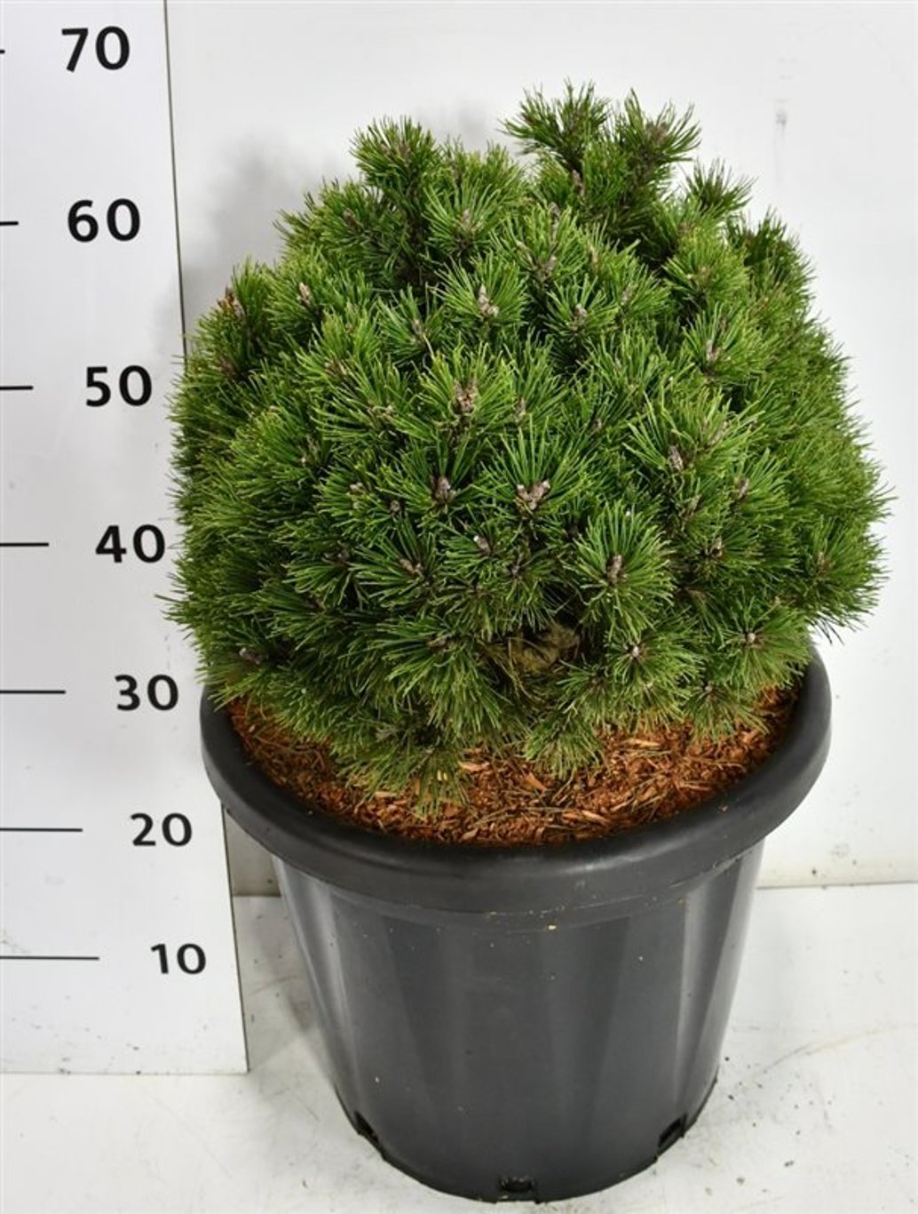 Bergtall – Pinus mugo &