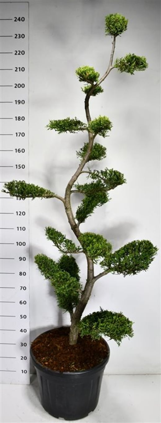 Cypresscypress – Cupressocyparis leylandii &