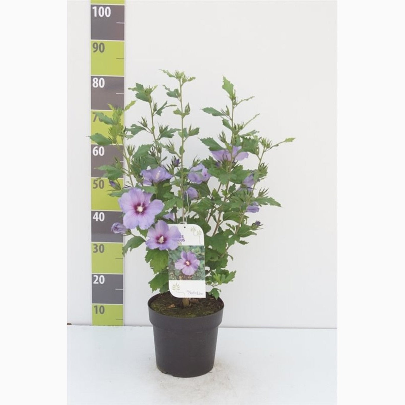 Hibiskus – Hibiscus syriacus 'Marina' - C4,6 40-60 CM