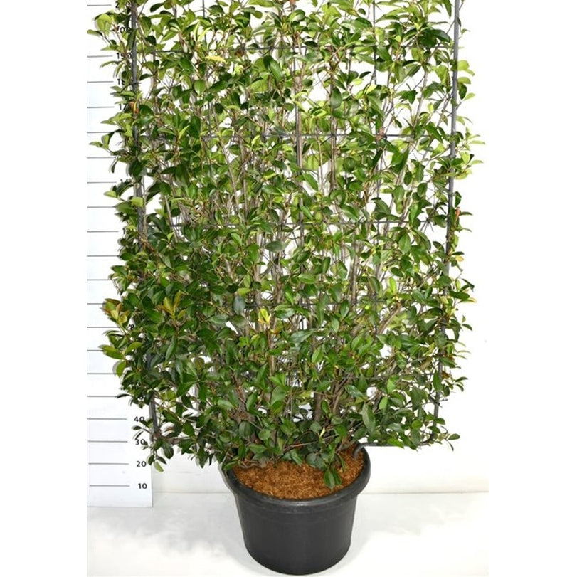 Glansmispel – Photinia fraseri &
