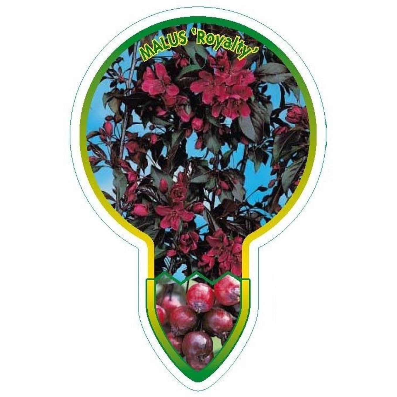 Magnolia – Magnolia rostrata - 80 CM Stem C5