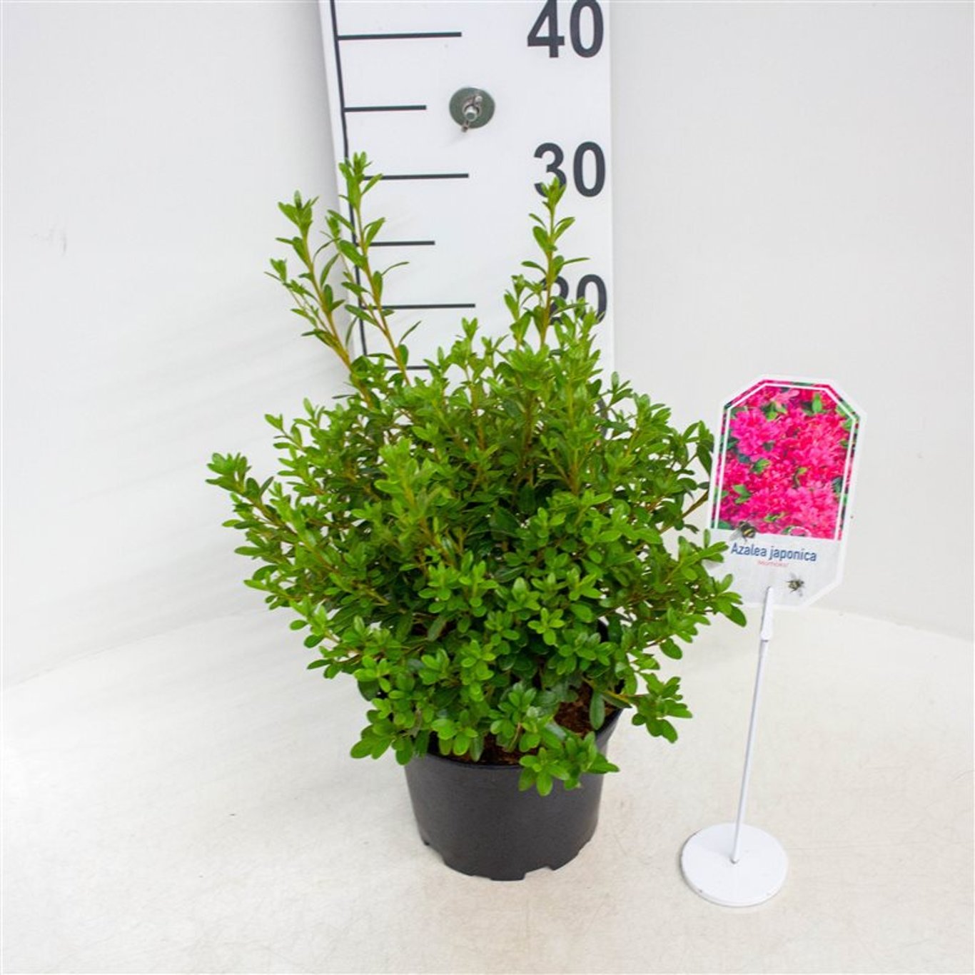 Rhododendron – Rhododendron (AJ); 'Momoko' - C2 20-25 CM