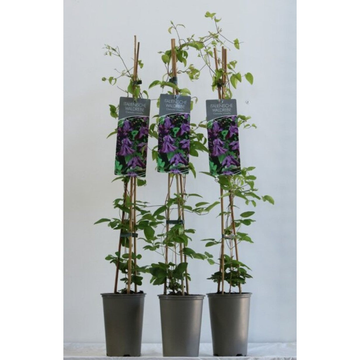 Klematis – Clematis viticella - C2 60-80 CM Stick