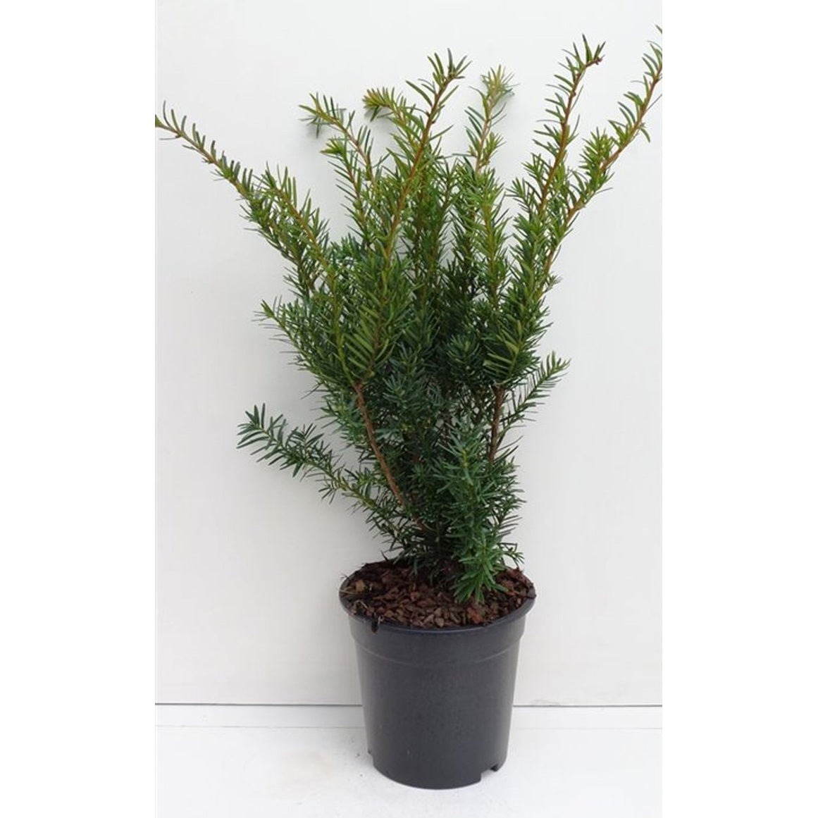 Hybrididegran – Taxus media 'Densiformis' - C3 40-50 CM