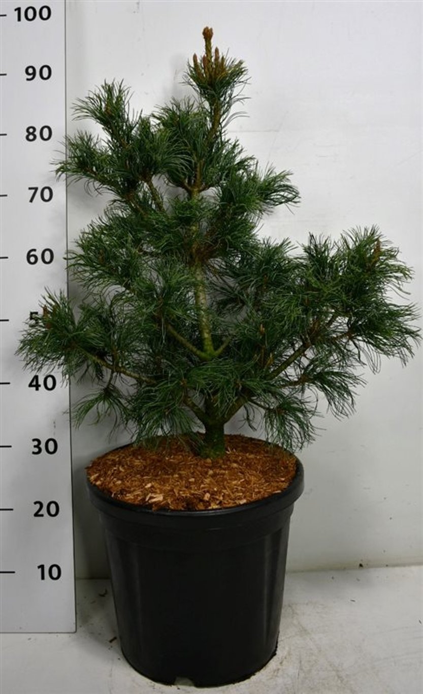 Japansk vit­tall – Pinus parviflora 'Bonsai' - C18 50-60 cm.