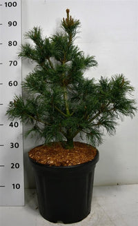Japansk vit­tall – Pinus parviflora 'Bonsai' - C18 50-60 cm.