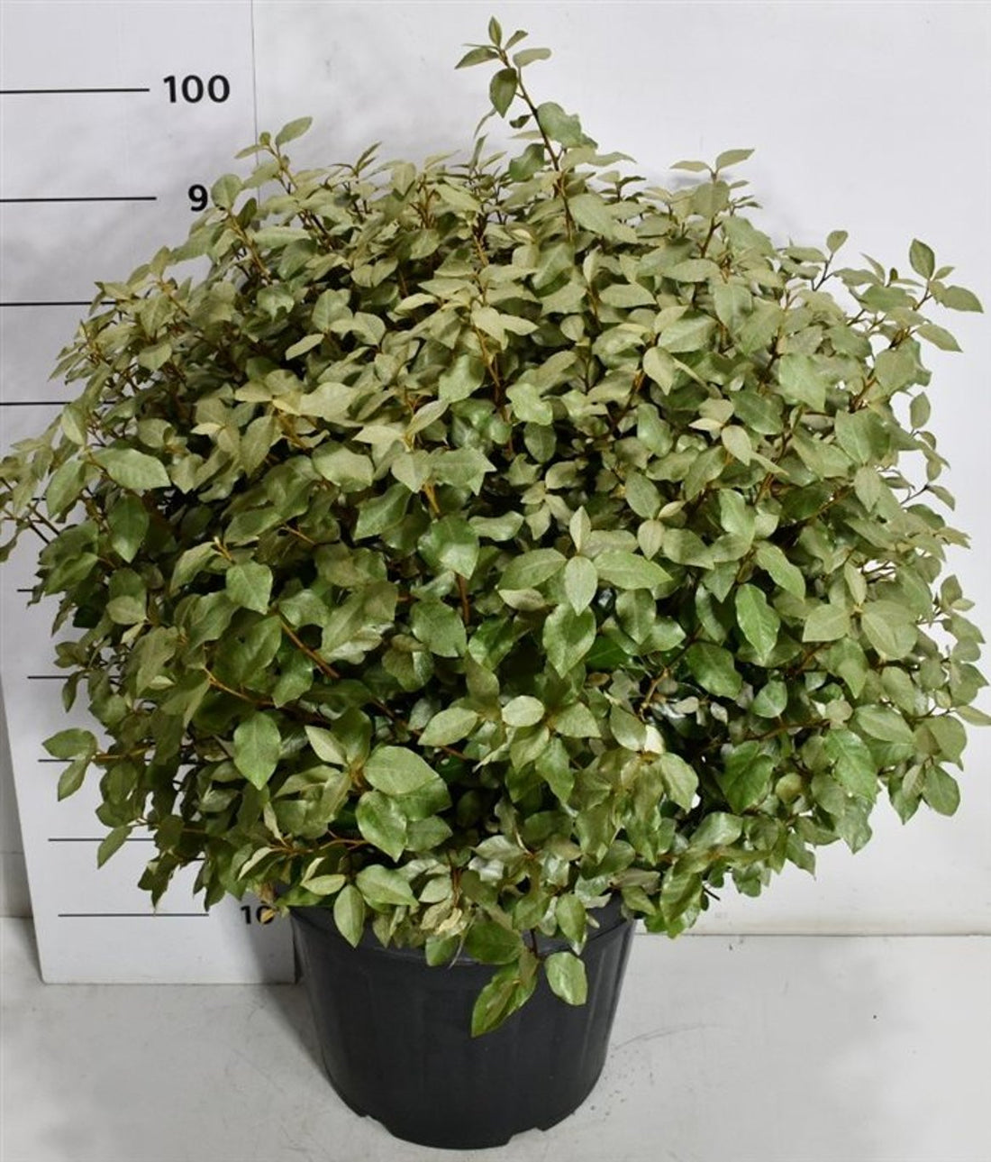 Silverolvon – Elaeagnus ebbingei &