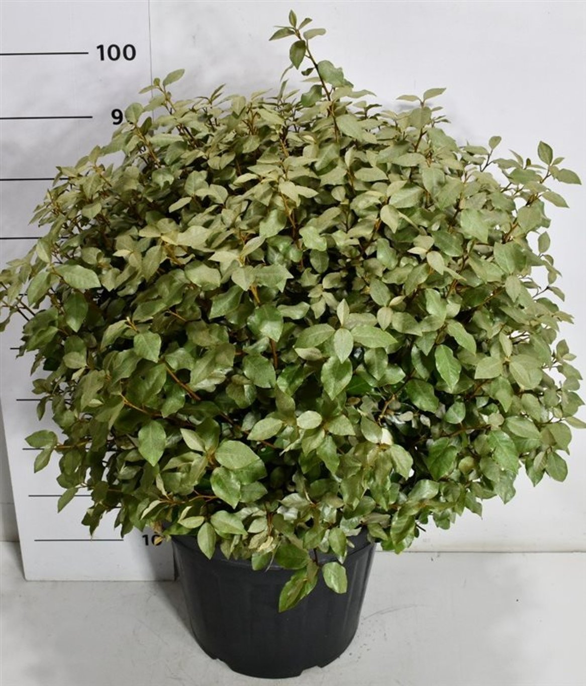 Silverolvon – Elaeagnus ebbingei &