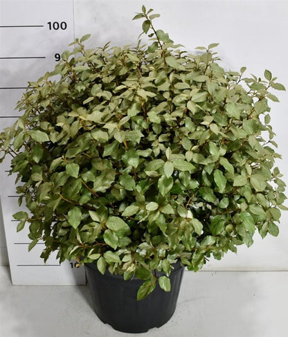 Silverolvon – Elaeagnus ebbingei &