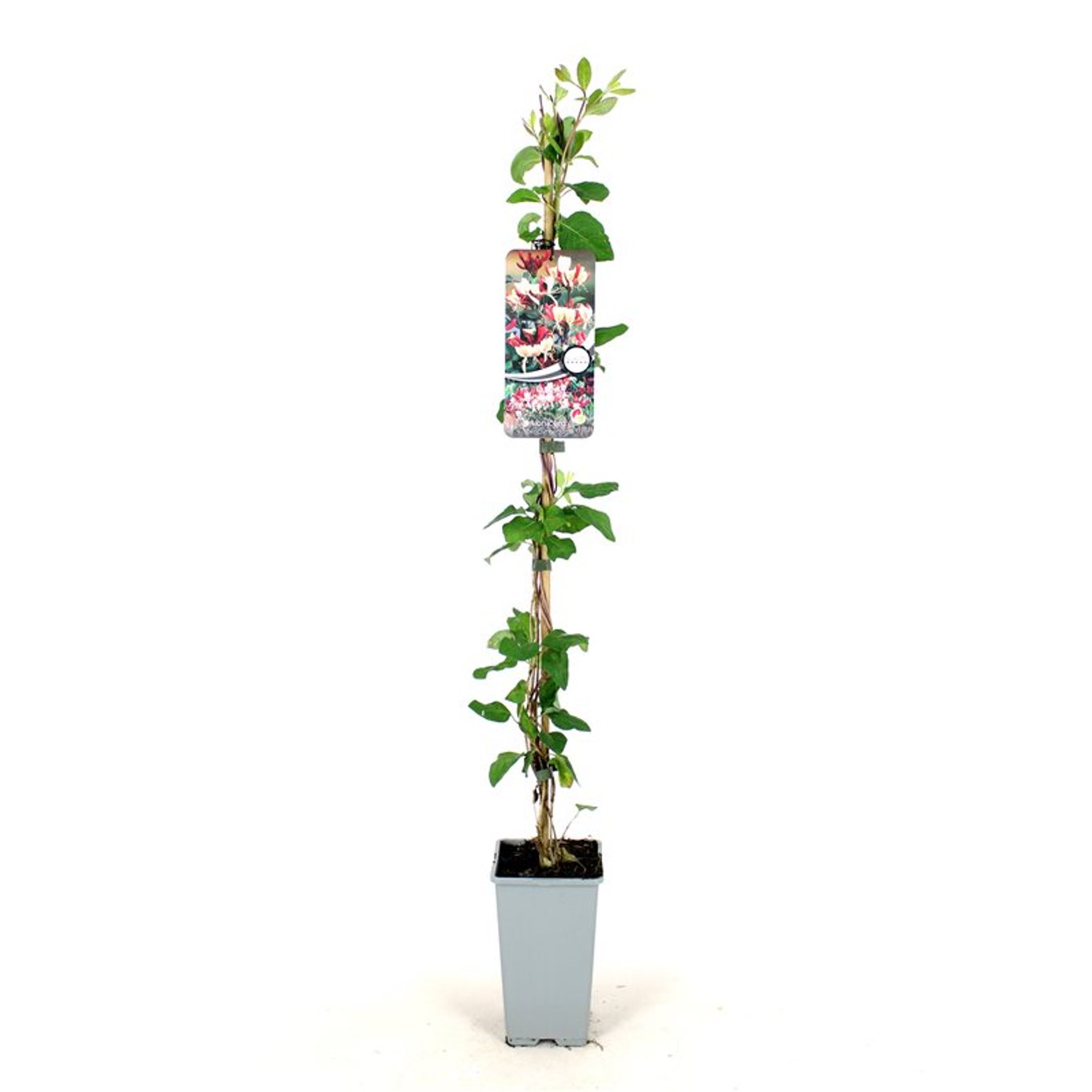 Kaprifol – Lonicera periclymenum - C2 80-100 CM Stick