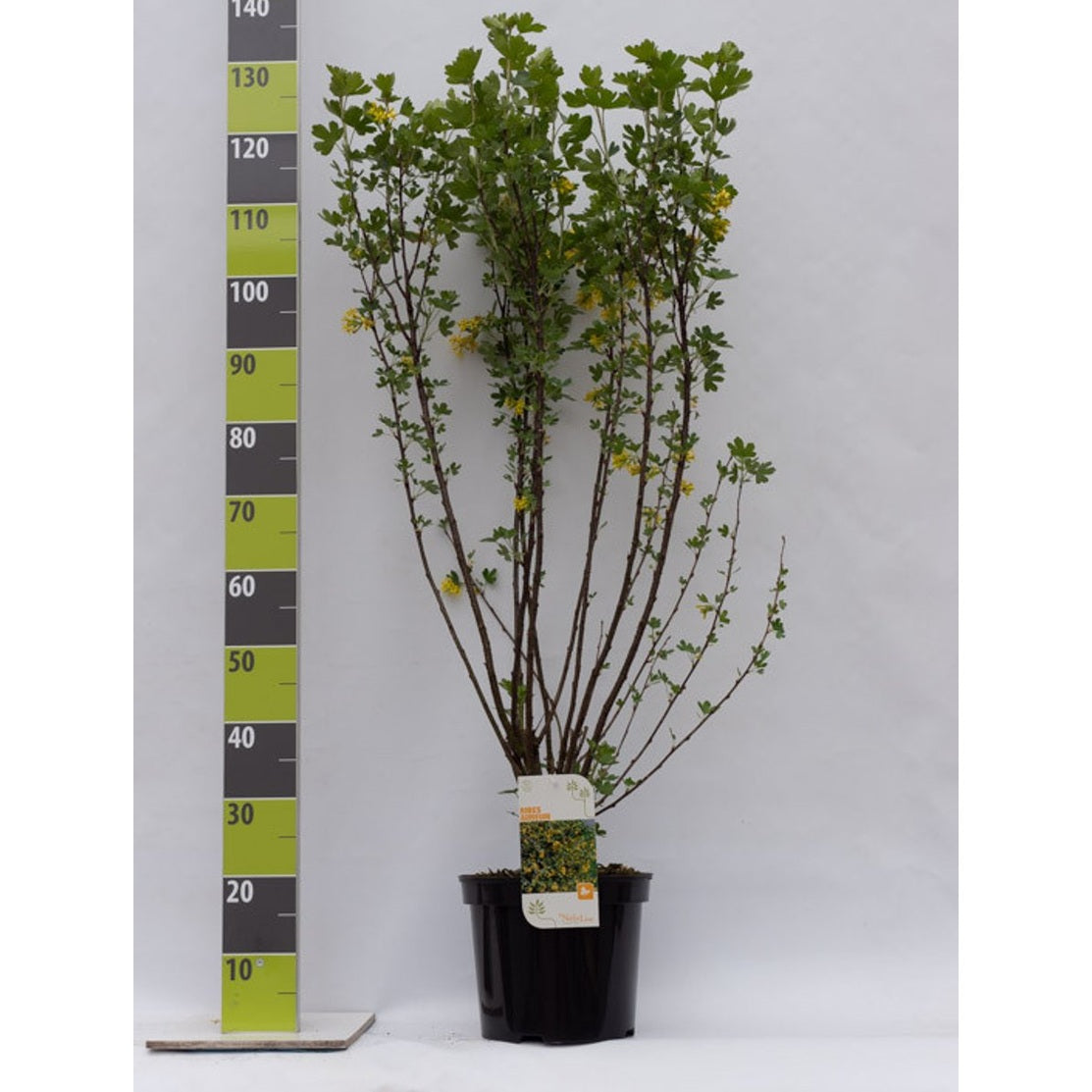 Gullrips – Ribes aureum - C7.5 80-100 CM