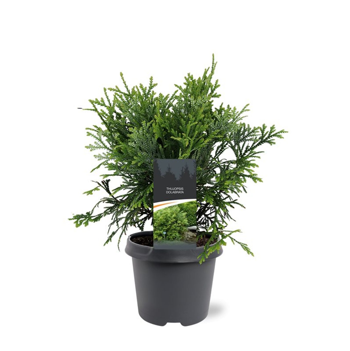 Conifers in Container