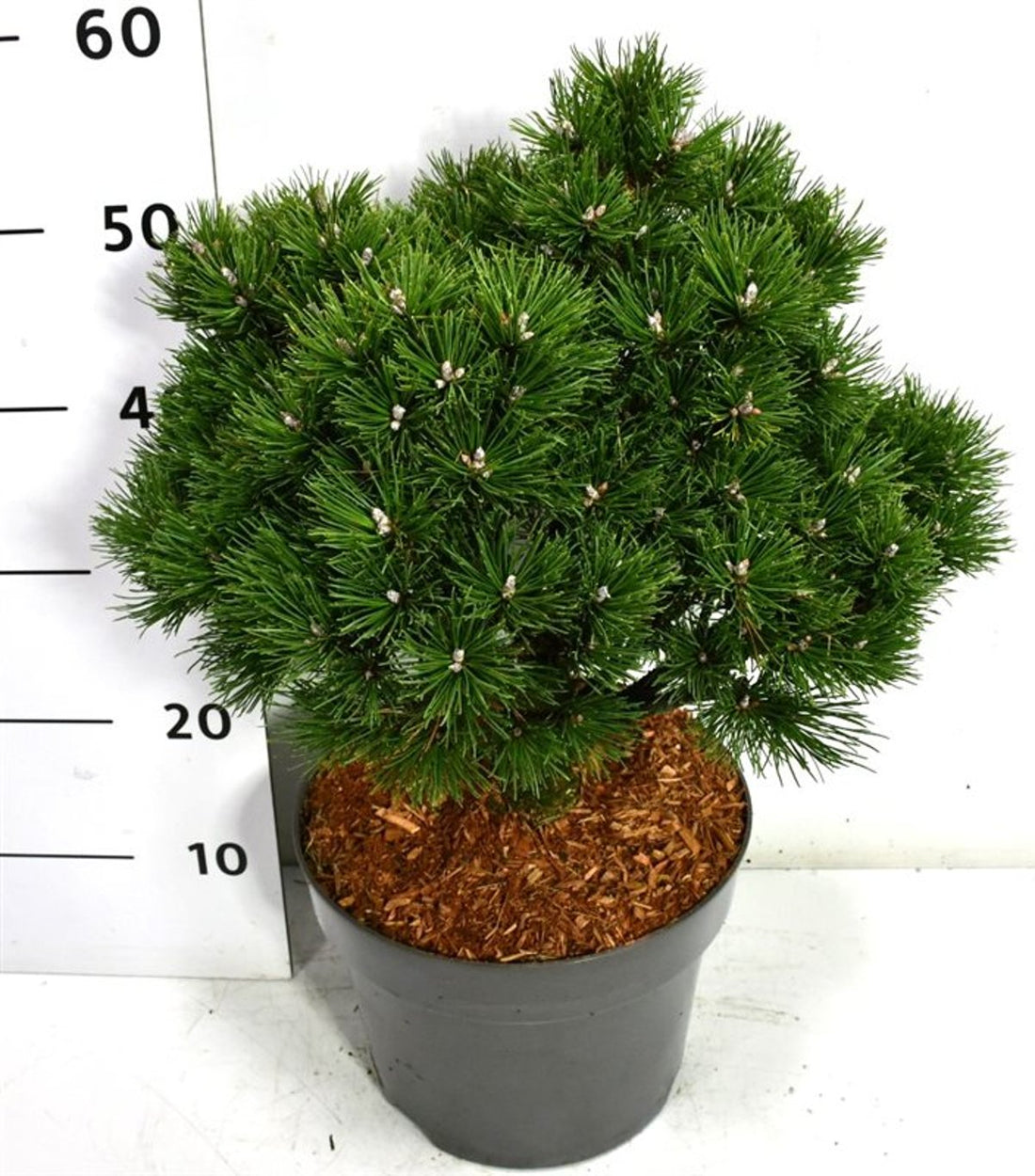 Bergtall – Pinus mugo &